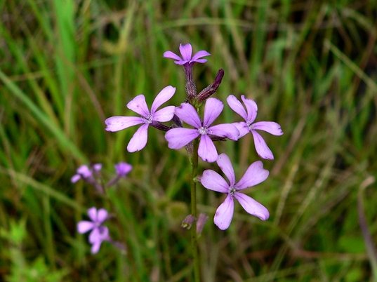 {Buchnera floridana}
